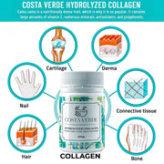 Collagen powder infographic