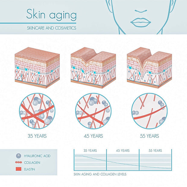 Skin aging infographic